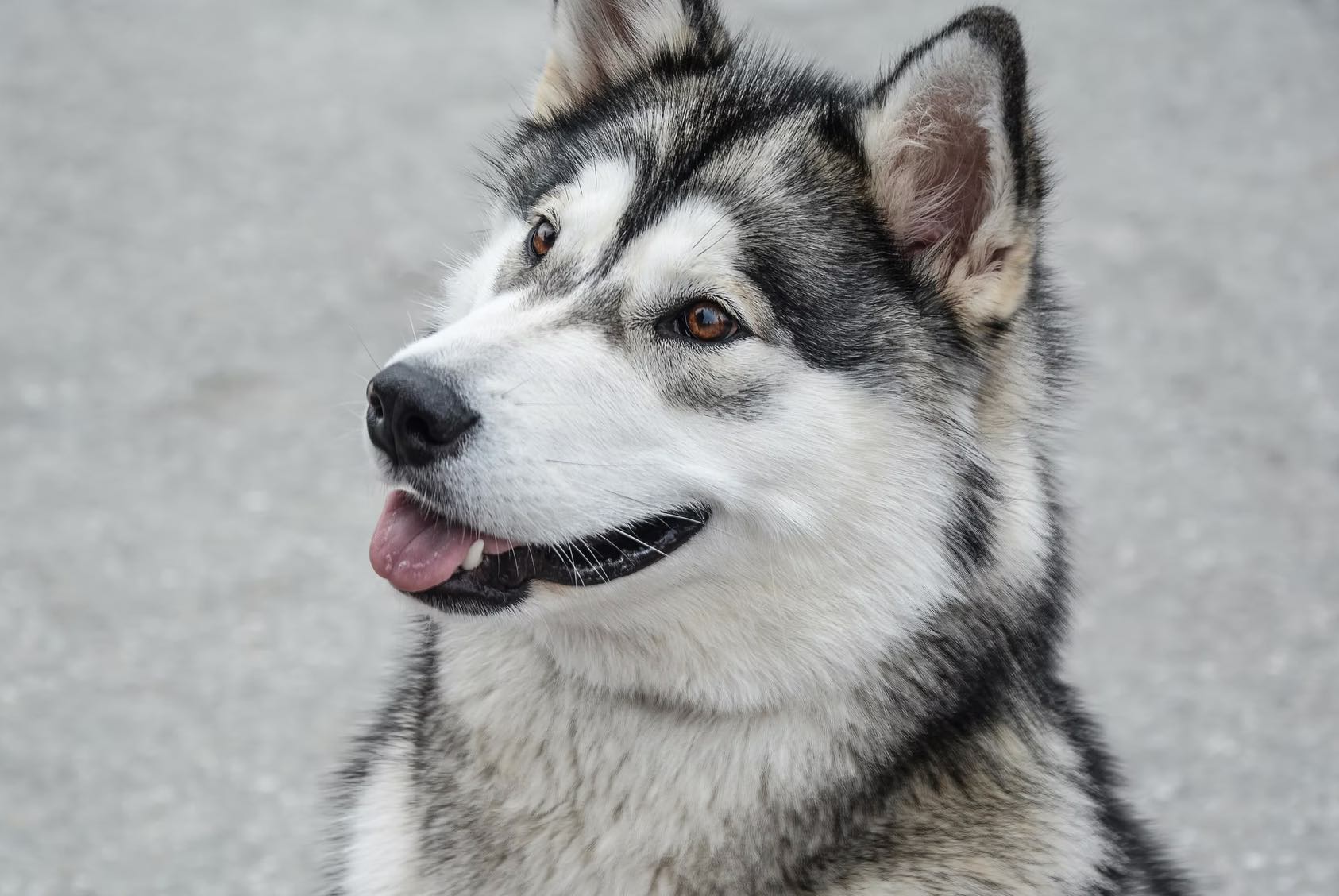 Memelihara Anjing Husky Secara Alami: Panduan Lengkap