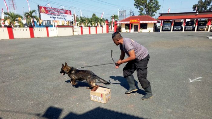 Makanan Anjing Kepala Ayam: Pilihan Alami untuk Kesehatan Optimal