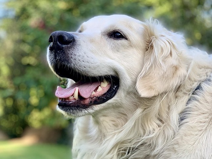 Anjing Makan Tanah: Fakta dan Penjelasan