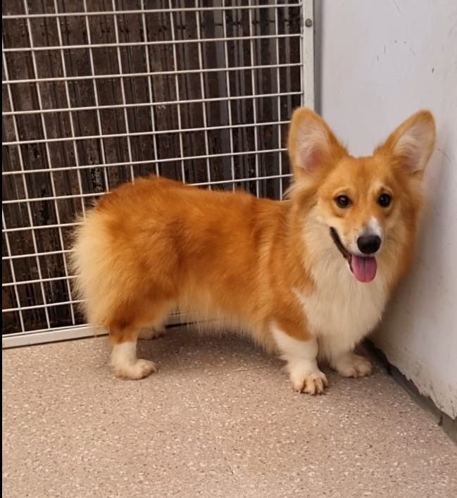 Panduan Lengkap Memilih Makanan Anjing Corgi Terbaik
