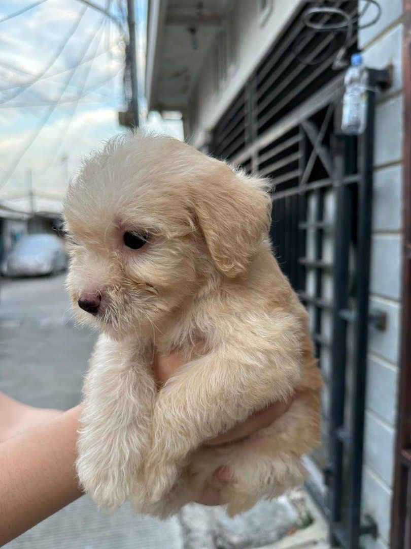 Merawat Kesehatan dan Kecantikan Anjing Poodle Secara Alami