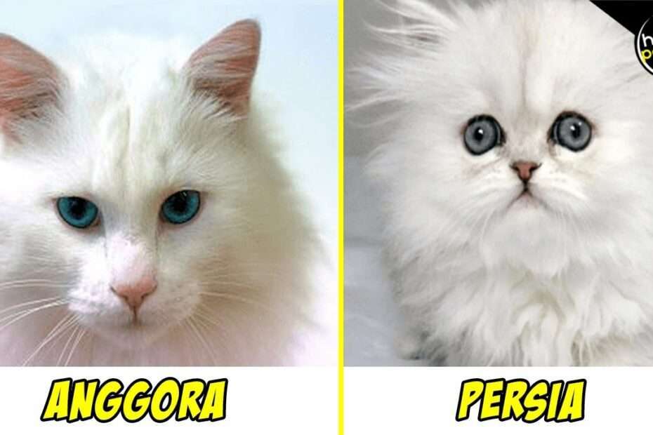 Perbedaan Mendasar Makanan Kucing Kitten dan Adult