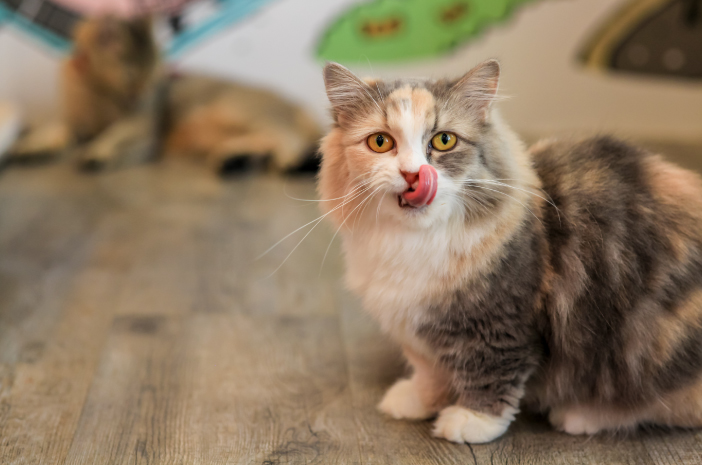 Makanan Kucing Alami: Pilihan Terbaik untuk Kesehatan Optimal