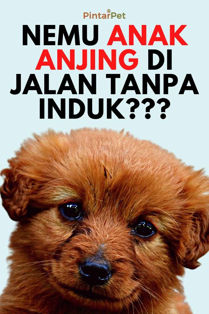 Panduan Lengkap Merawat Anak Anjing 3 Bulan Secara Alami