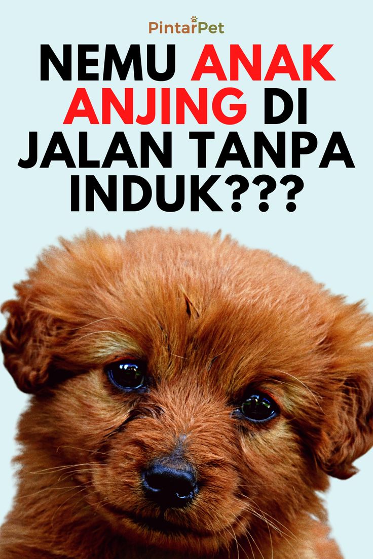 Merawat Anak Anjing Tanpa Induk: Panduan Alami dan Efektif