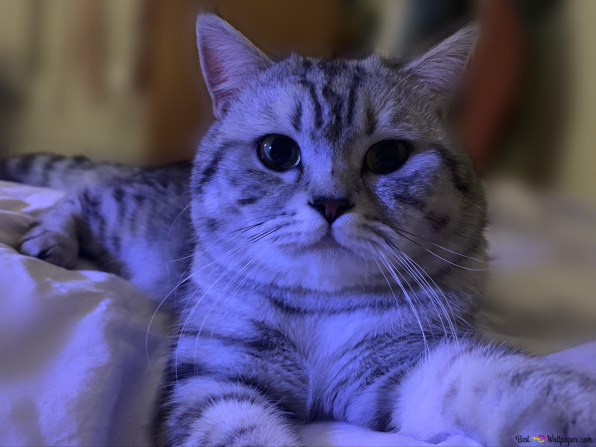 Makanan Kucing Ungu Alami: Lebih dari Sekadar Warna