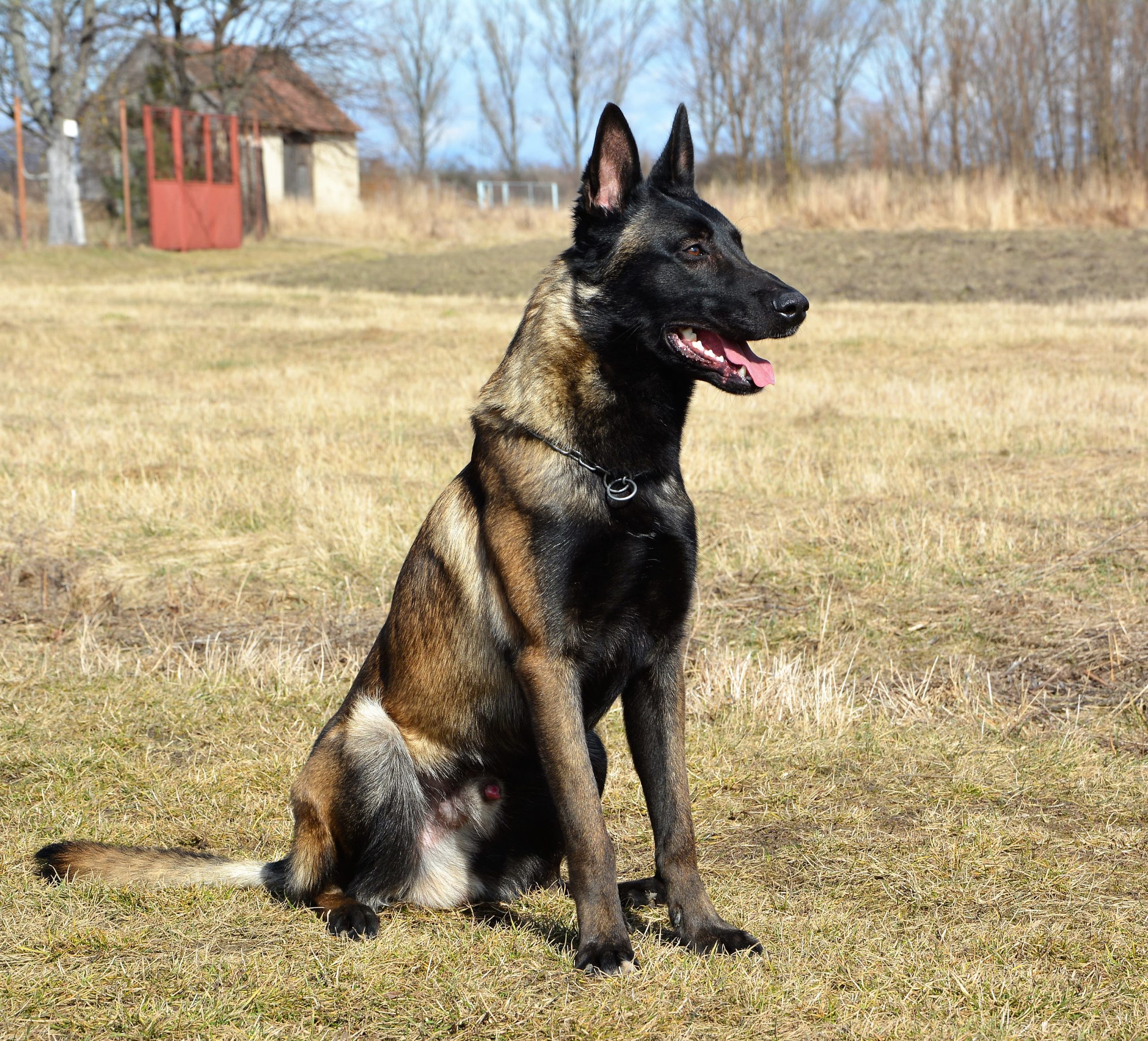 Panduan Lengkap: Makanan Anjing Belgian Malinois Alami untuk Kesehatan Optimal