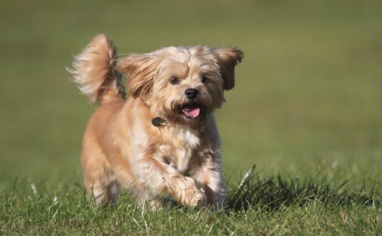 Makanan Terbaik untuk Anjing Shih Tzu Umur 2 Bulan: Panduan Lengkap