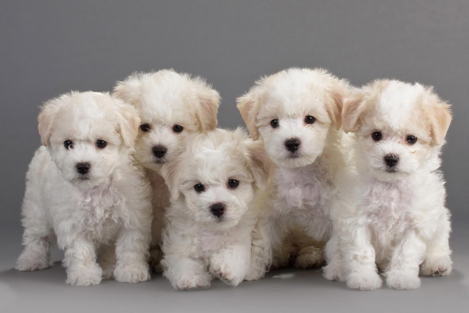 Merawat Anjing Bichon Frise Secara Alami: Panduan Lengkap