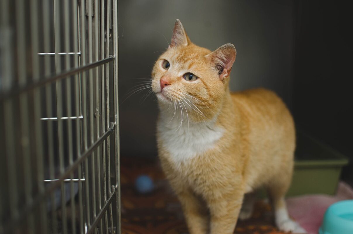 Mencari Makanan Kucing Terbaik di Dekat Anda