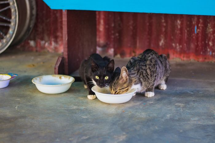 Memahami Diet Alami Kucing: Inspirasi dari Alam Liar