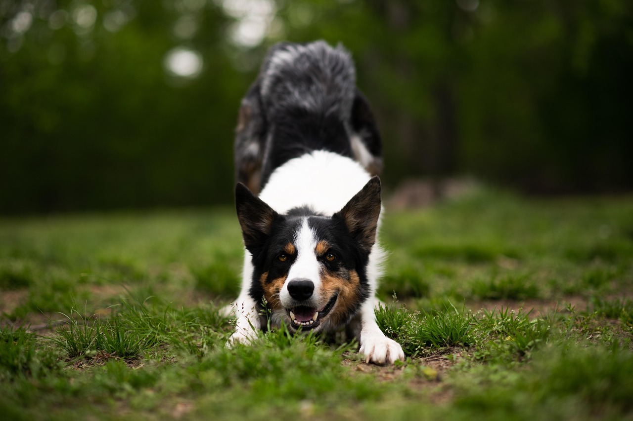 Mengenal Anjing Border Collie: Kecerdasan dan Energi Tanpa Batas