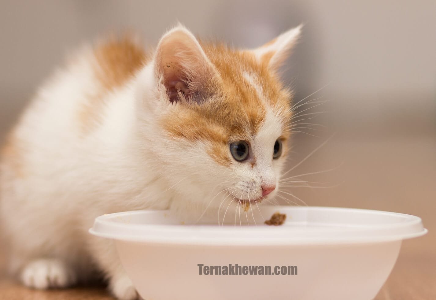 Makanan Alami Terbaik untuk Anak Kucing Anggora yang Sehat