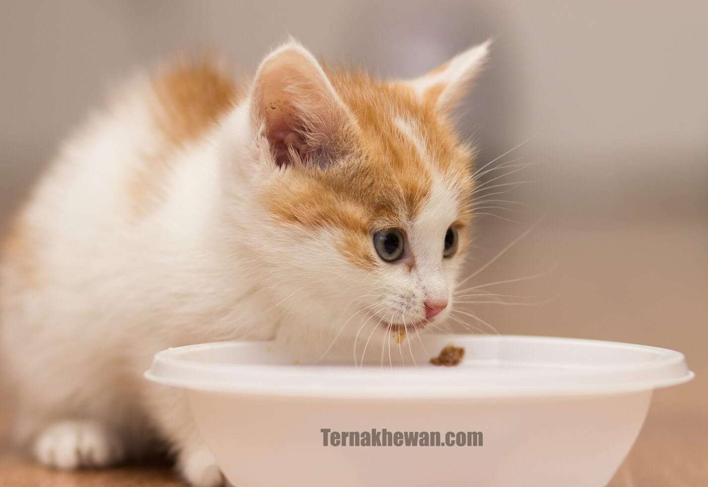 Makanan Alami untuk Anak Kucing Kampung: Tumbuh Sehat dan Kuat