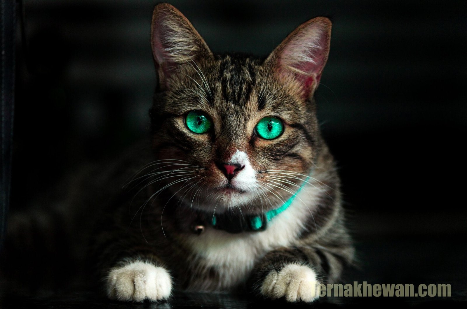 Memilih Makanan Kucing Terbaik untuk Anak Kucing: Nutrisi Optimal untuk Pertumbuhan Alami
