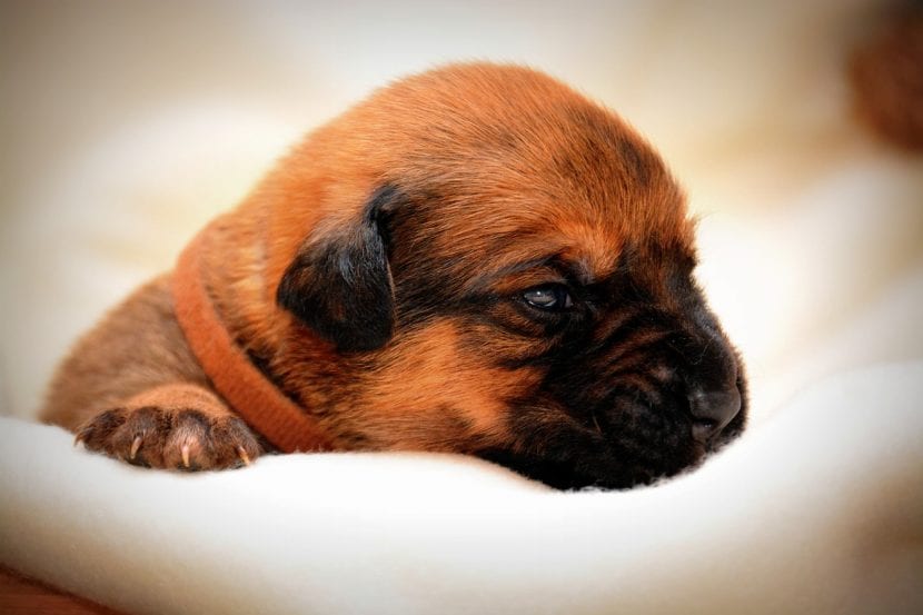 Panduan Lengkap: Cara Merawat Anjing yang Baru Lahir Secara Alami