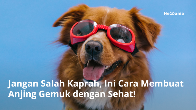 Cara Anjing Biar Gemuk Secara Alami dan Merata