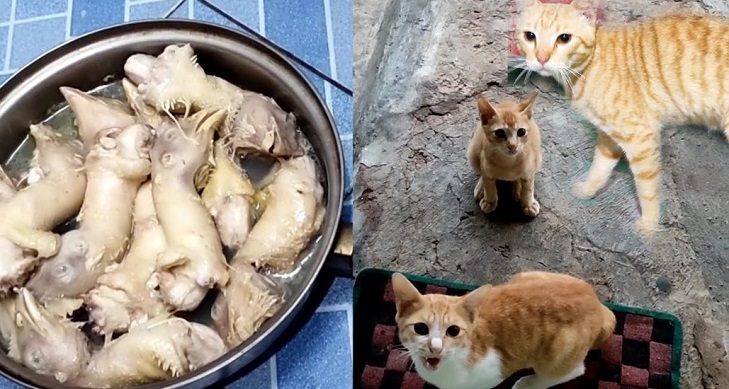 Membuat Makanan Kucing Alami dari Daging Ayam: Panduan Lengkap