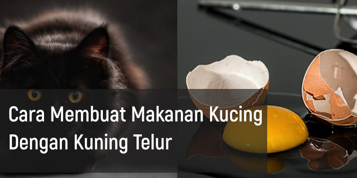 Kuning Telur dalam Makanan Kucing: Manfaat Alami untuk Kesehatan Optimal