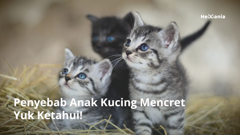 Mengatasi Mencret pada Anak Kucing dengan Makanan Alami
