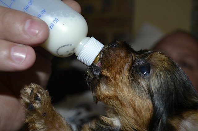 Merawat Anak Anjing Pitbull Baru Lahir: Panduan Lengkap
