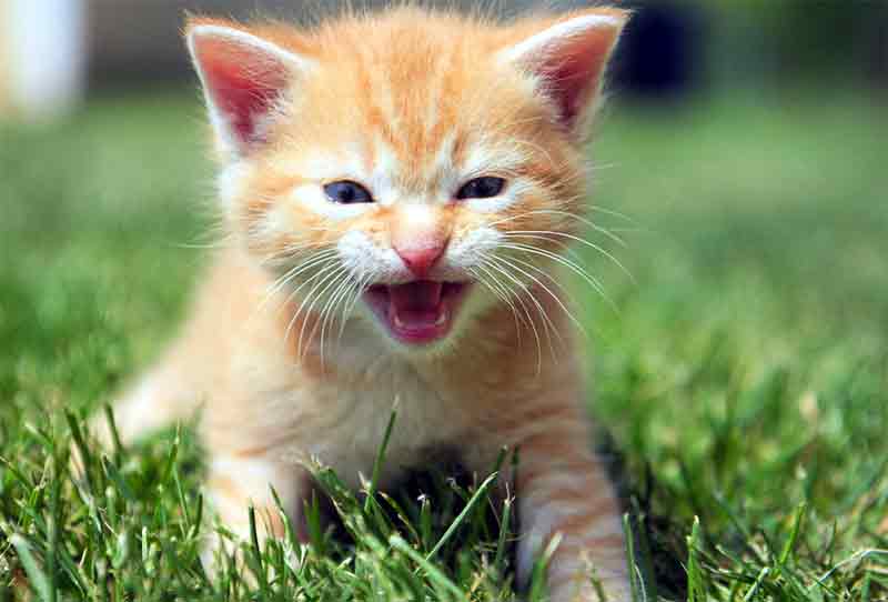 Panduan Lengkap: Makanan untuk Kucing Baru Lahir Tanpa Induk