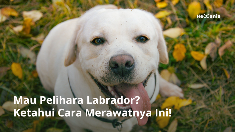 Merawat Anjing Labrador dengan Alami: Panduan Lengkap