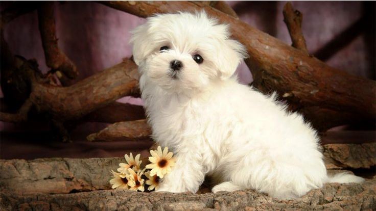 Merawat Anjing Maltese Secara Alami: Panduan Lengkap