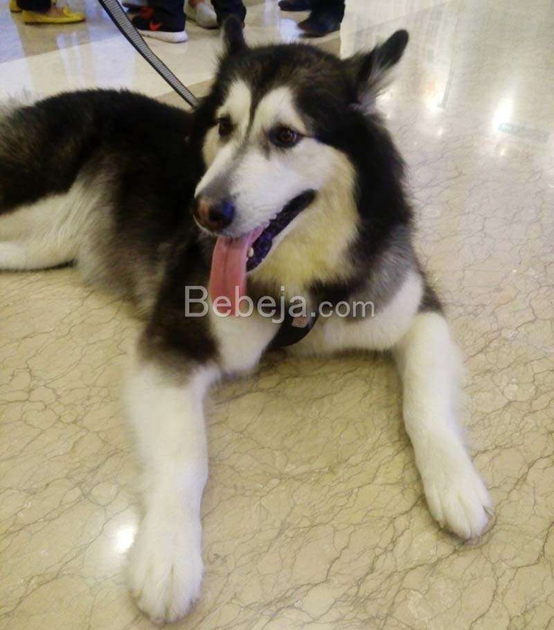 Cara Alami Merawat Anjing Siberian Husky