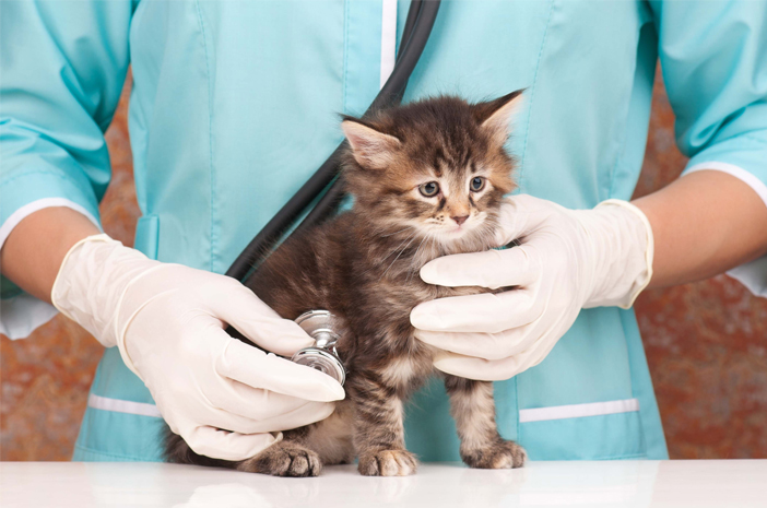 Makanan Kucing Daging Mentah: Pilihan Alami untuk Kesehatan Optimal