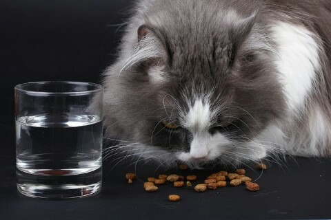 Memilih Makanan Kering Favorit Kucing: Panduan Lengkap