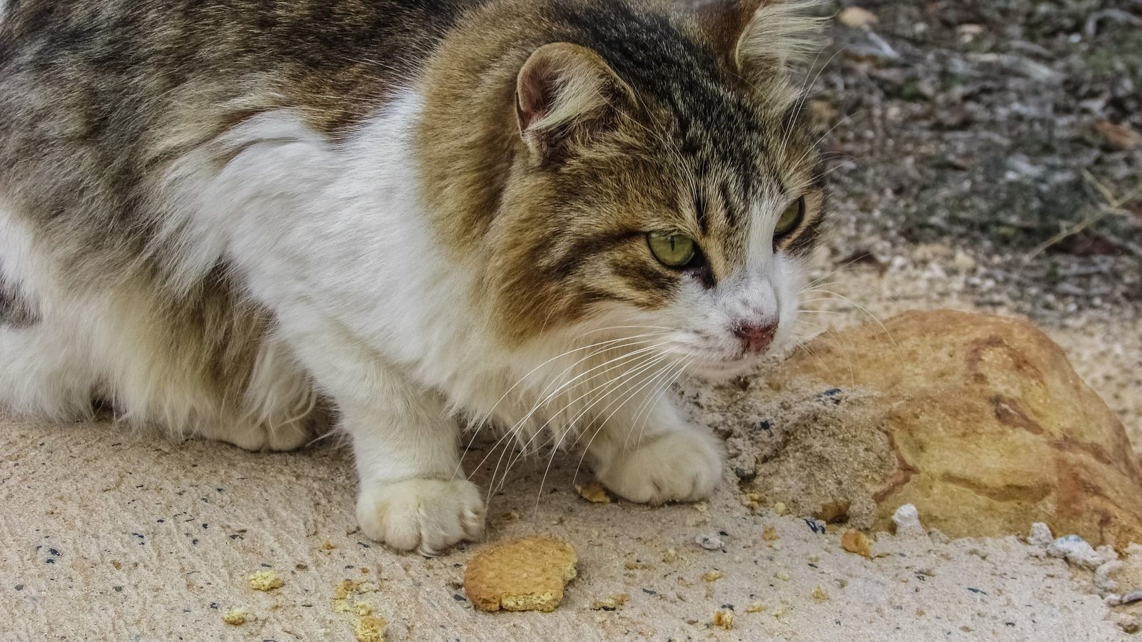 Rahasia Kucing Kampung Gemuk Sehat Alami