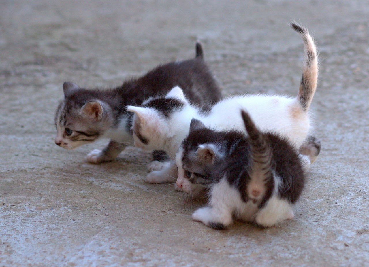Panduan Memilih Makanan Kucing Kecil Terbaik