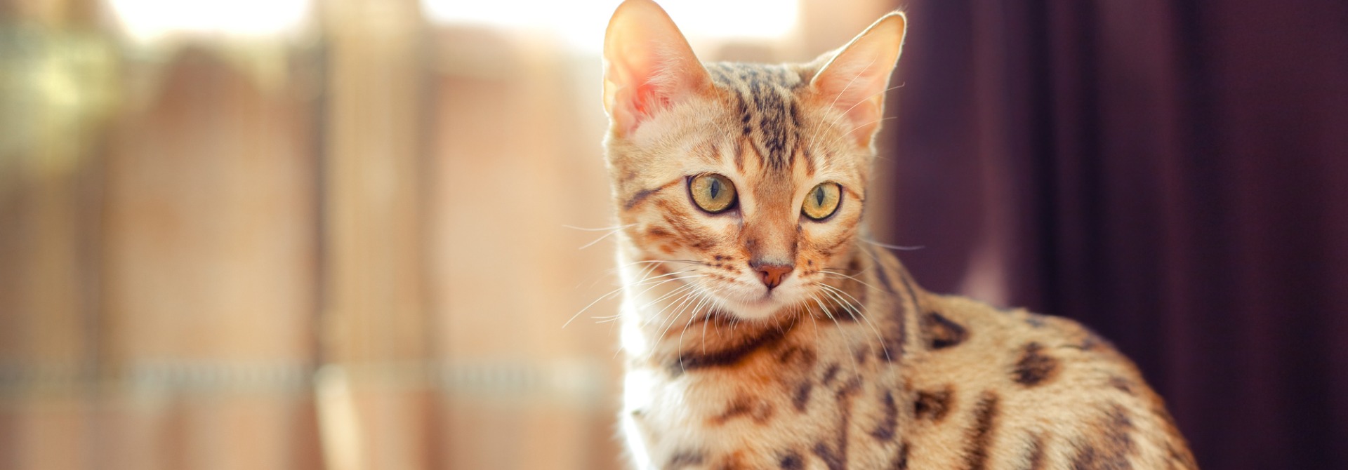 Makanan Kucing Bengal: Pilihan Alami untuk Kesehatan Optimal