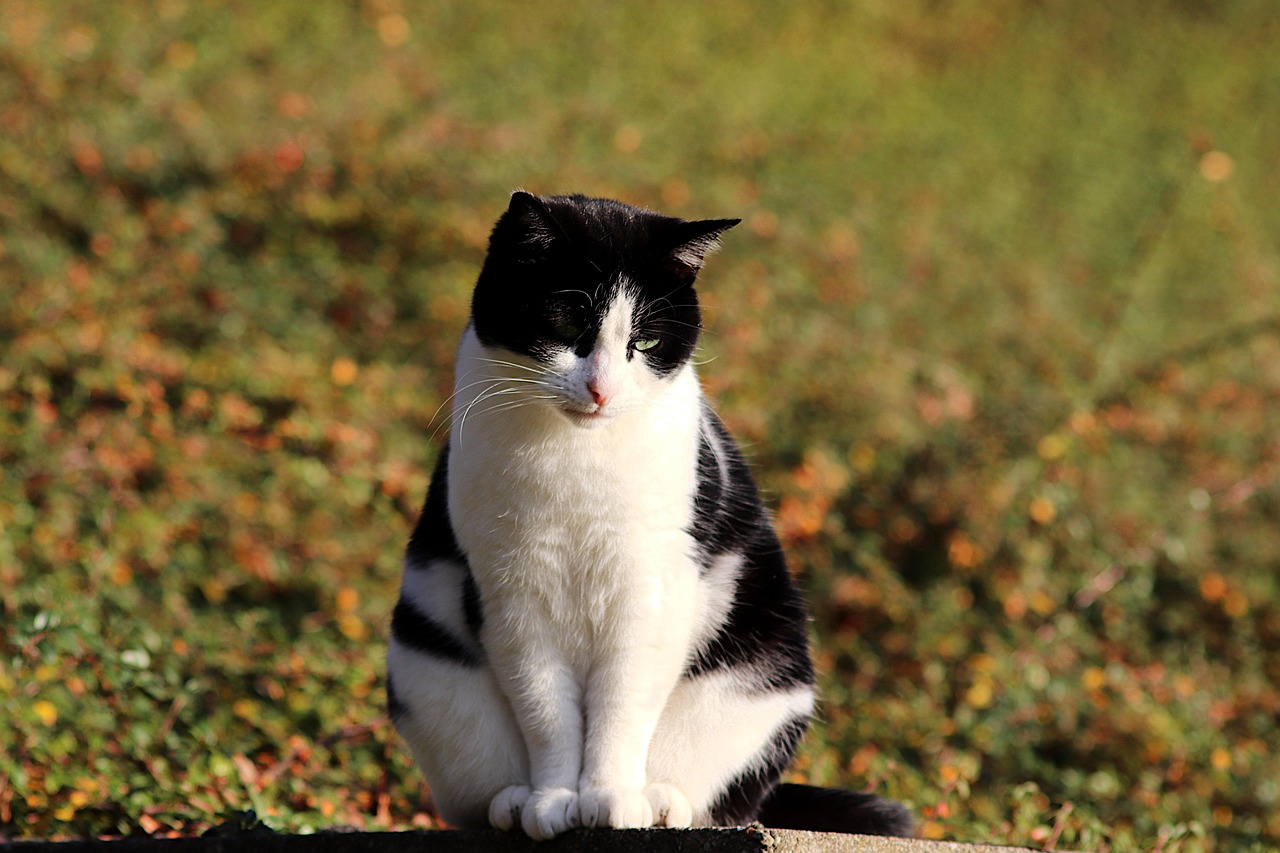 Makanan Kucing Warna Putih Alami: Panduan Lengkap untuk Pemilik Kucing