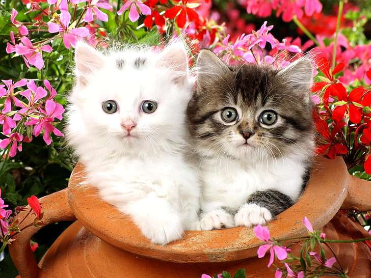 Makanan Kucing Warna Pink: Fakta, Manfaat, dan Keamanan