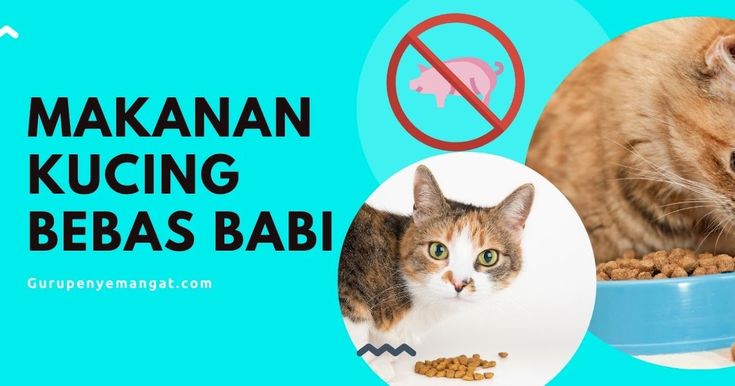 Memilih Makanan Basah Kucing Terbaik: Bebas Babi & Bernutrisi