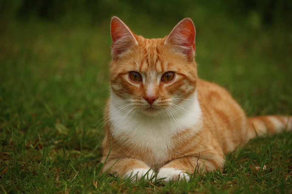 Understanding the World of Cats: Habitat, Diet, Behavior, and Traits