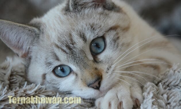 Makanan Kucing Bayi Baru Lahir: Panduan Alami dan Efektif