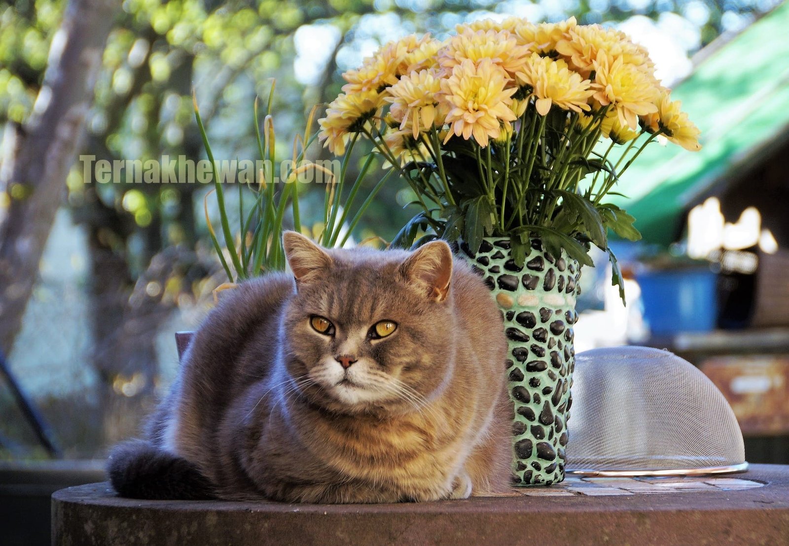 Makanan Kering untuk Kucing Kampung: Pilihan Alami dan Bergizi
