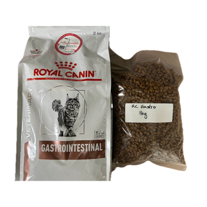 Memahami Makanan Kucing Gastrointestinal untuk Kesehatan Pencernaan