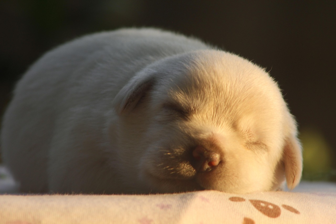 Panduan Lengkap Makanan Bayi Anjing Baru Lahir Alami