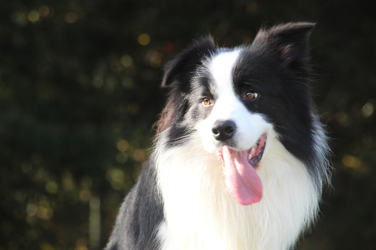 Mengenal Anjing Border Collie di Indonesia: Kecerdasan dan Energi yang Memukau