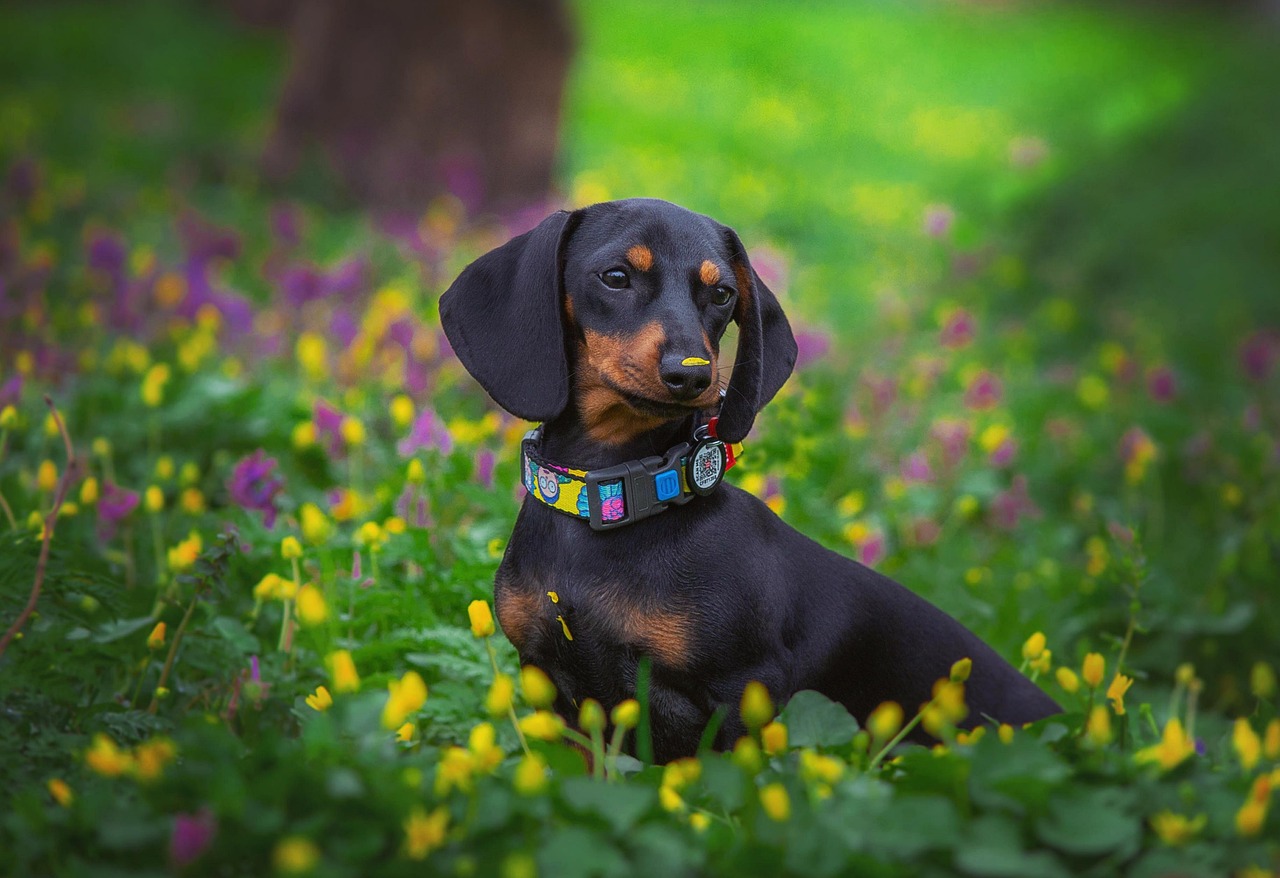 Makanan Anjing Dachshund: Panduan Lengkap untuk Kesehatan Optimal