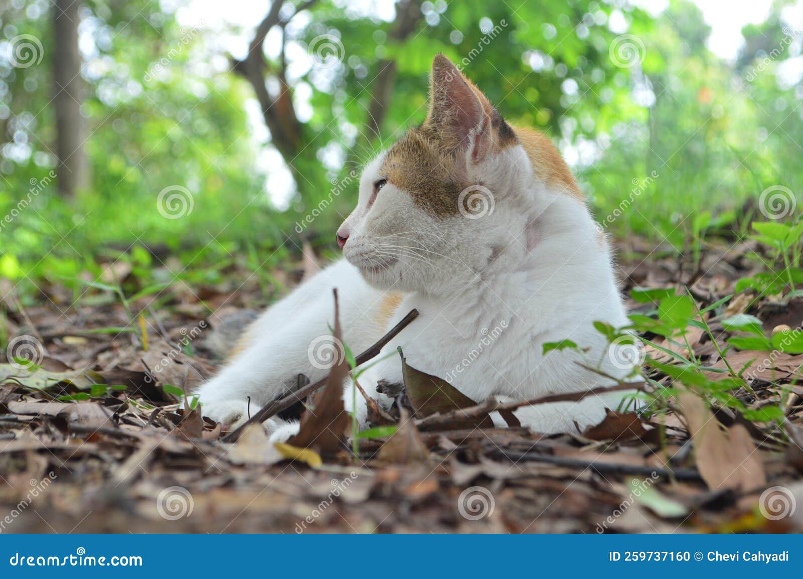 Makanan Kucing Lokal Alami: Pilihan Terbaik untuk Kesehatan Kucing Anda
