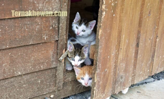 Panduan Lengkap Pemberian Makanan Bayi Kucing 1 Bulan Secara Alami