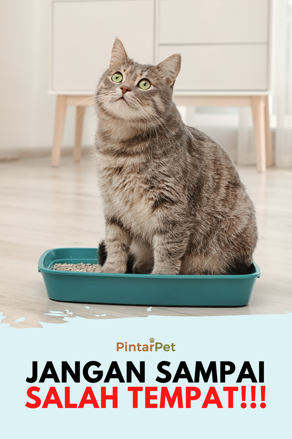 Makanan Kucing Persia Umur 1 Bulan: Panduan Lengkap