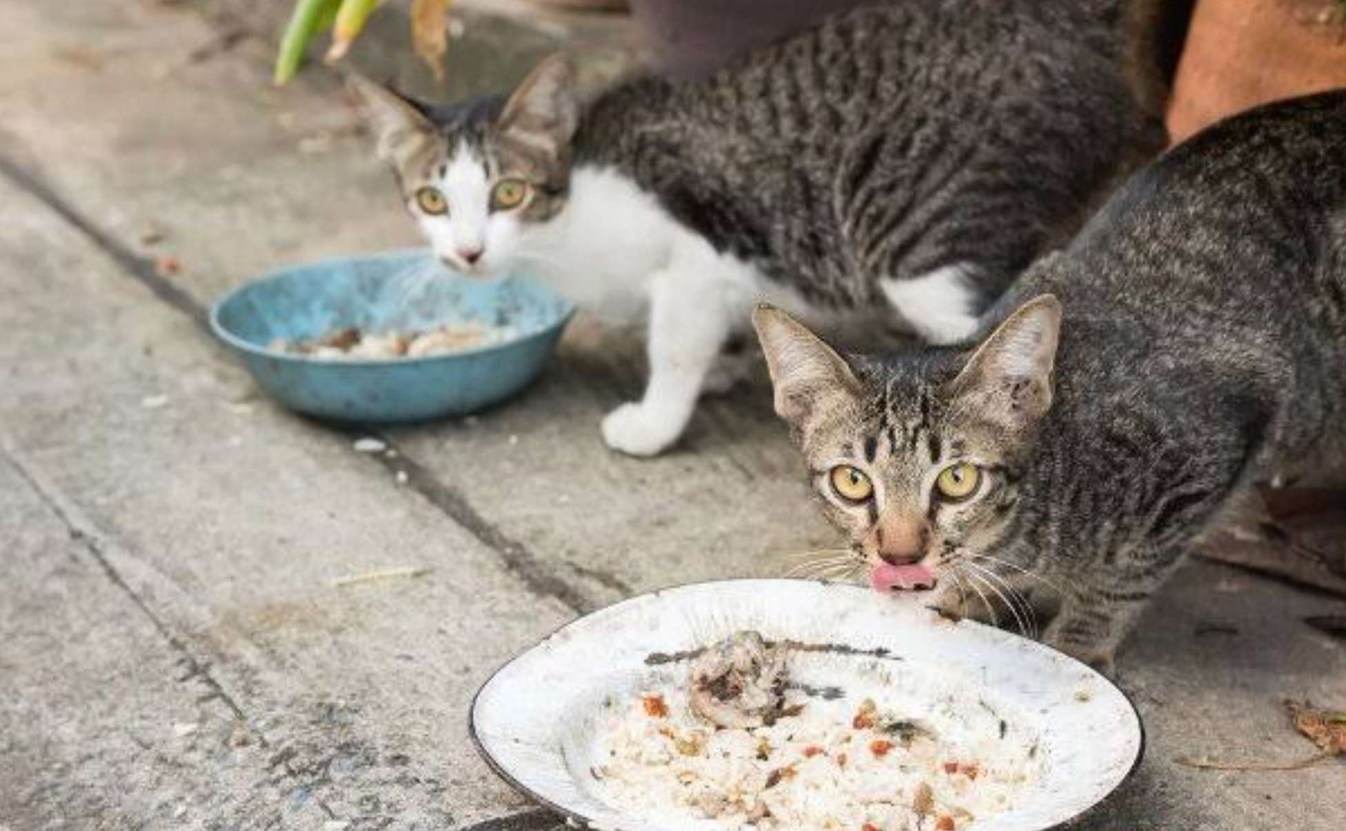 Mencampur Makanan Basah Kucing dengan Nasi: Bolehkah? Pertimbangan dan Panduan