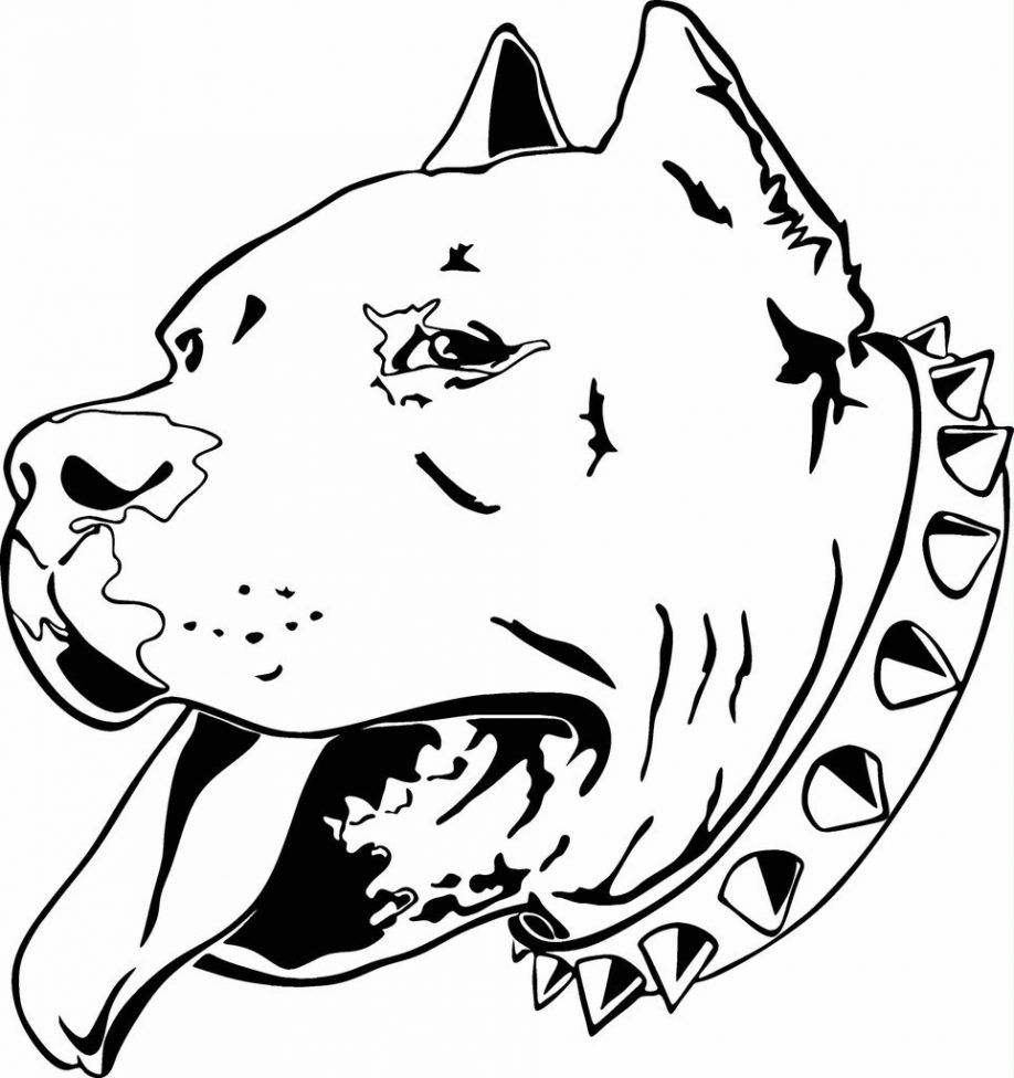 Panduan Lengkap Memilih Makanan Anjing Pitbull yang Tepat
