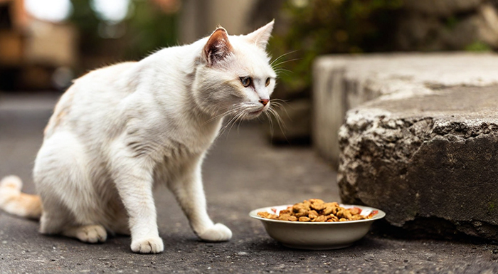 Makanan Kucing Tua: Memenuhi Kebutuhan Nutrisi Alami untuk Usia Senja